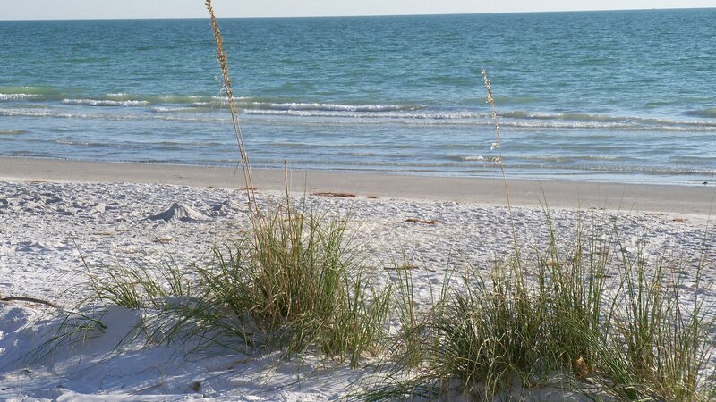 Beach Grass on Sand — White