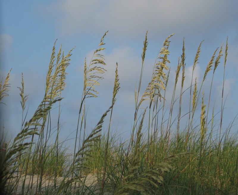 Beach Grass Swaying