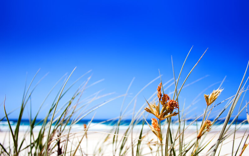 Beach grass under blue sky