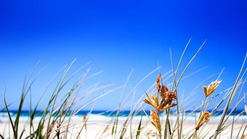 Beach grass under blue sky