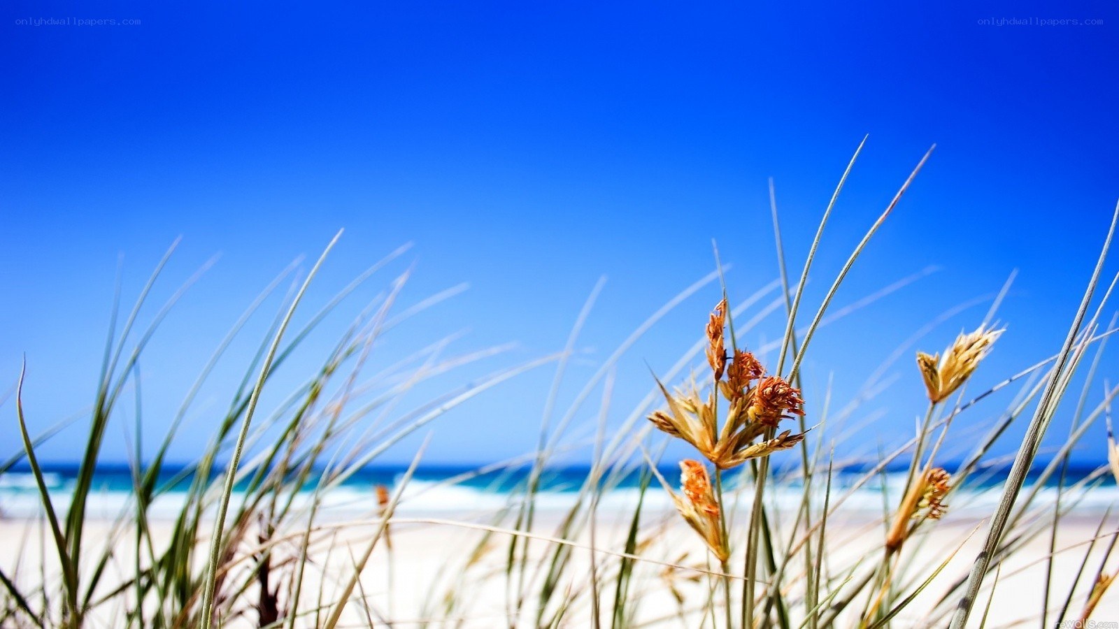 Beach grass under blue sky