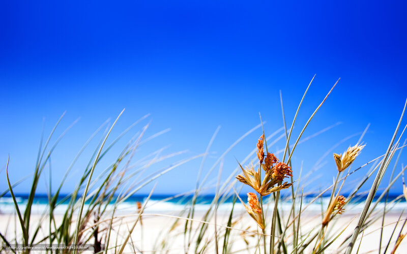Beach grass under blue sky