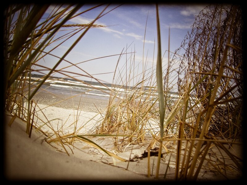 Beach Grass View — Brown, Serene