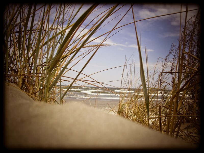 Beach Grass View — Brown