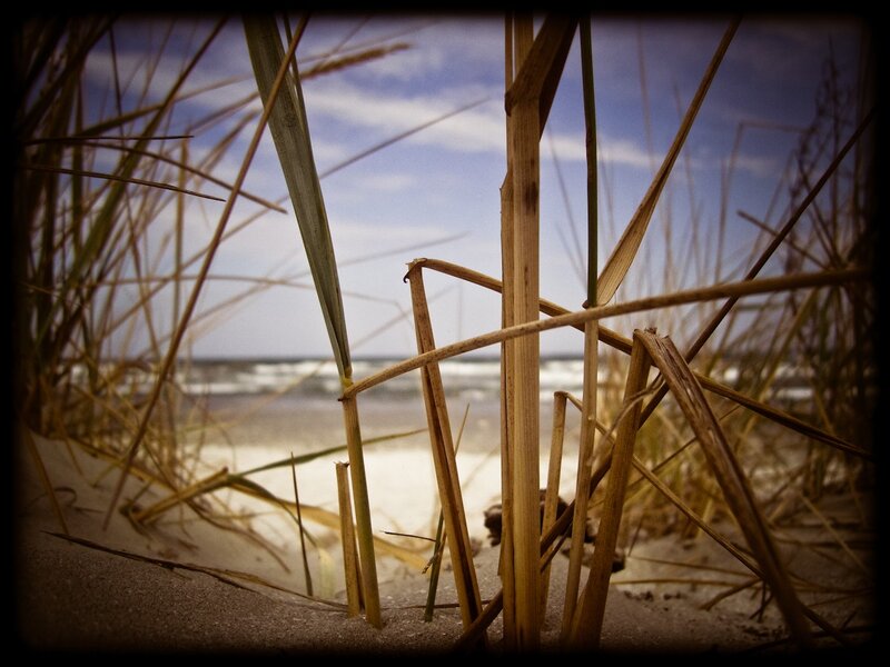 Beach grass view