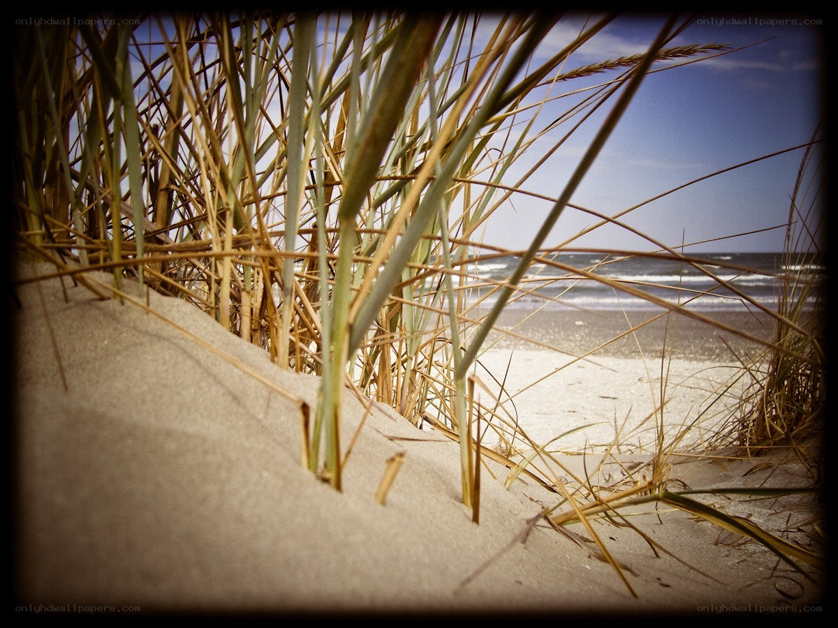 Beach grass with ocean view