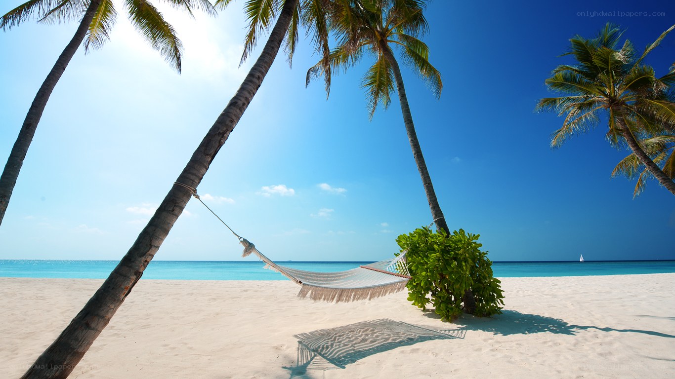 Beach hammock under palm trees