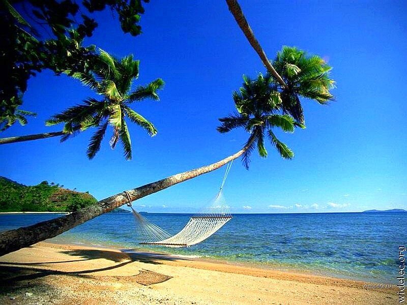 Beach hammock under palm trees