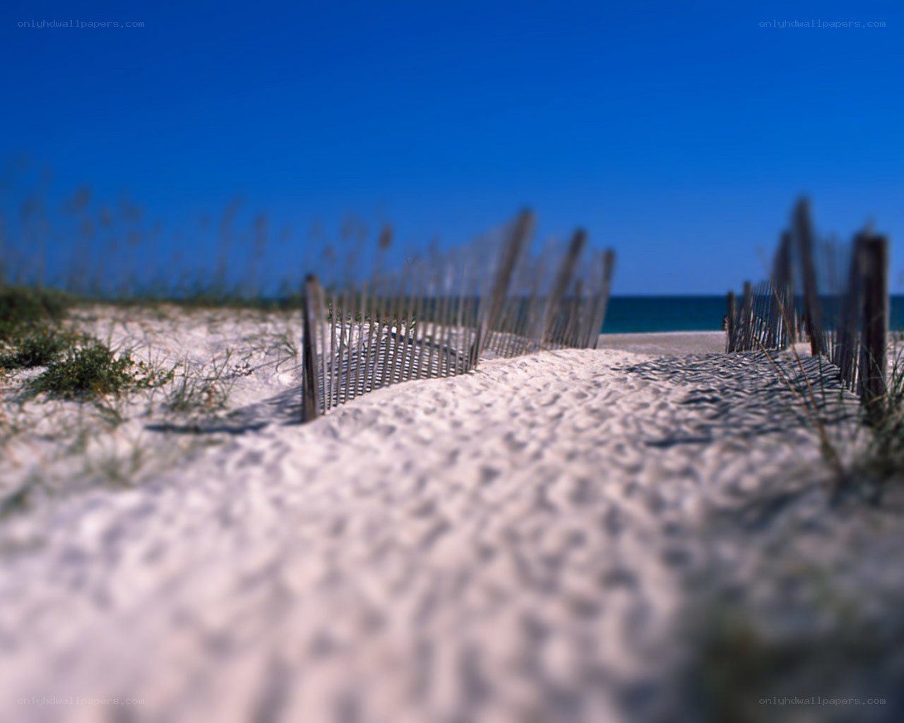 Beach path with dune fence