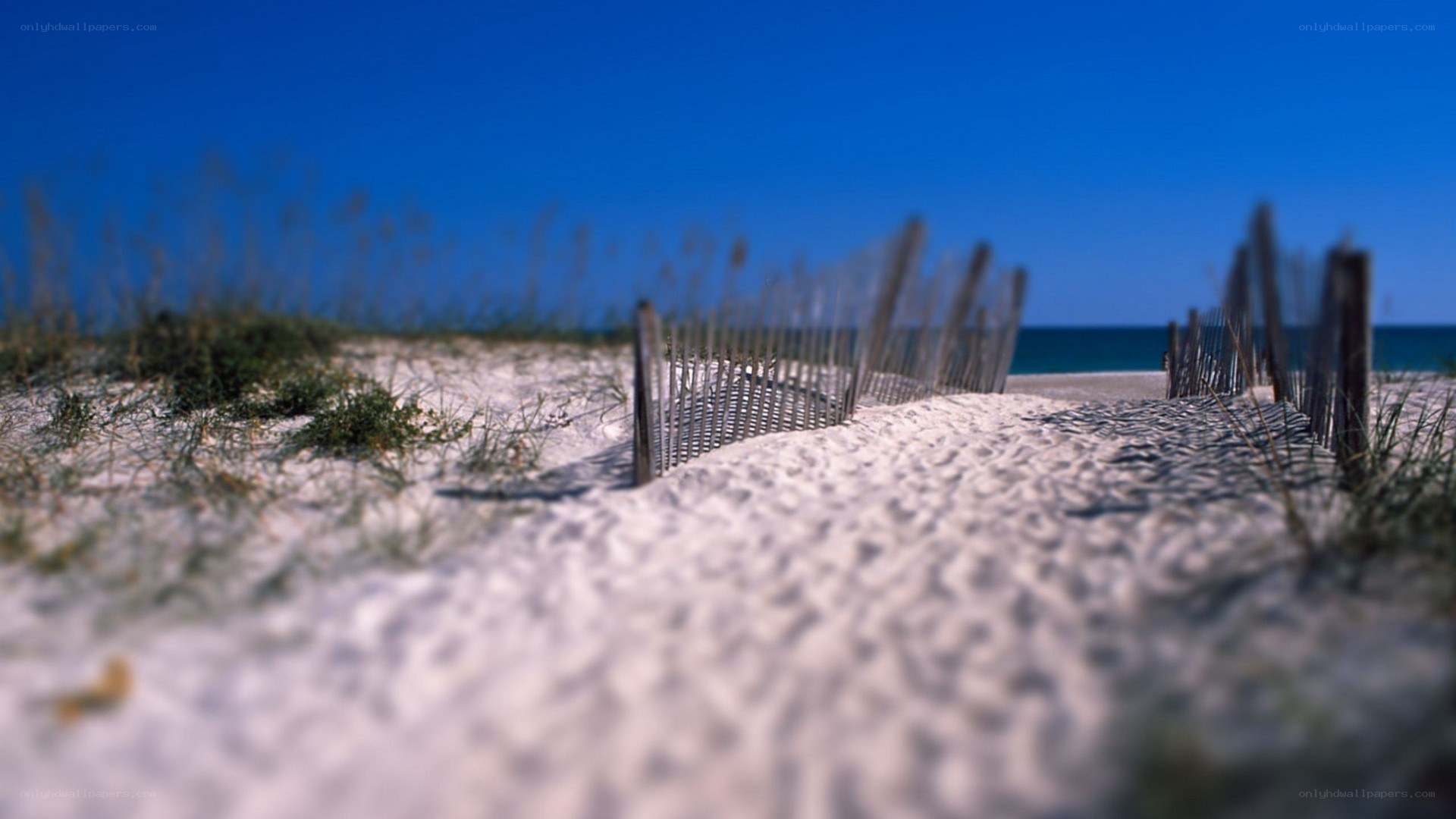 Beach path with dune fence
