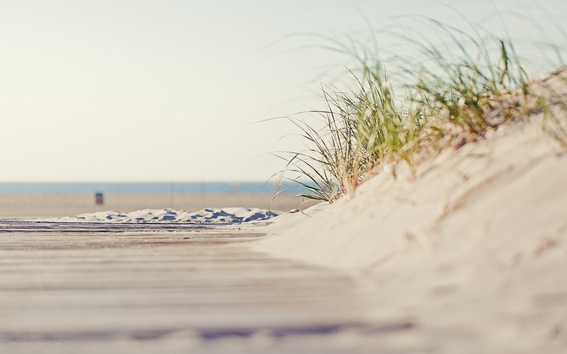 Beach path with dune grass