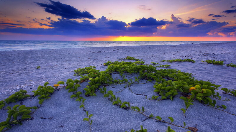 Beach Plants at Sunset — Purple