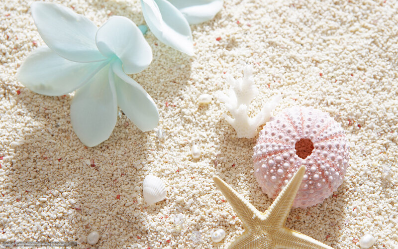 beach sand with flowers and shells