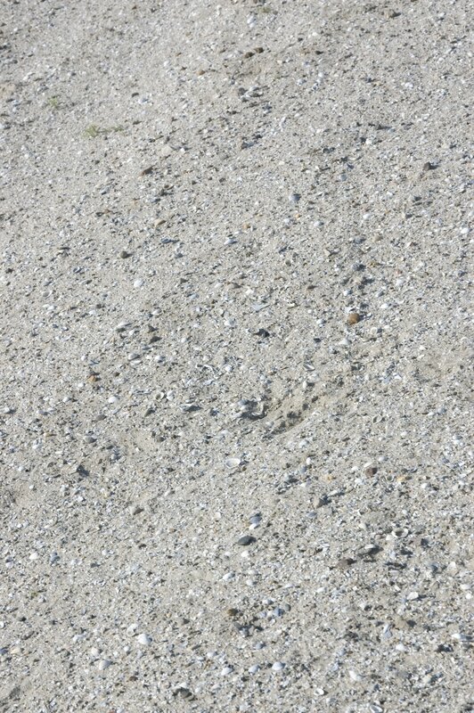 beach sand with shells