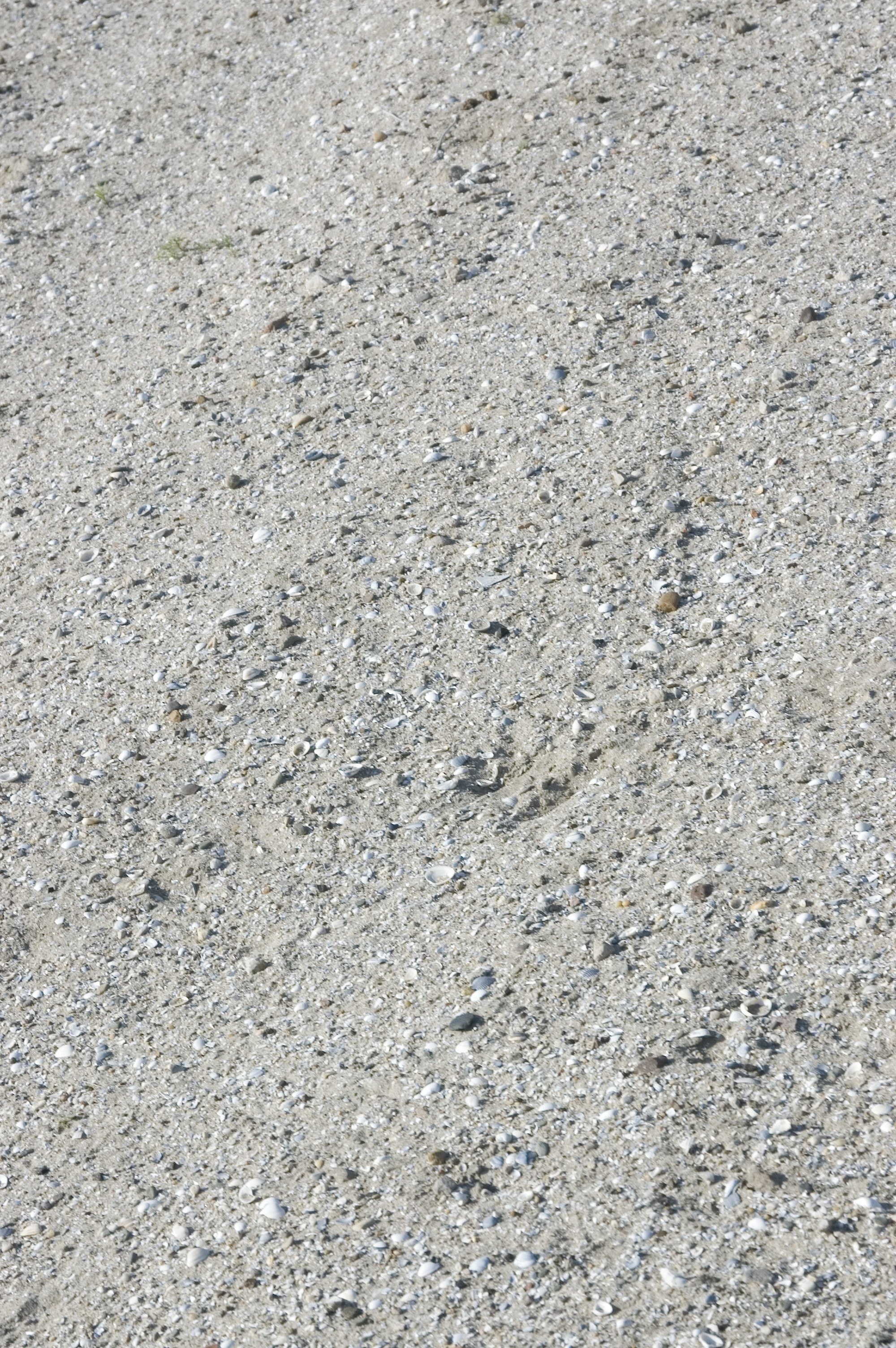 beach sand with shells