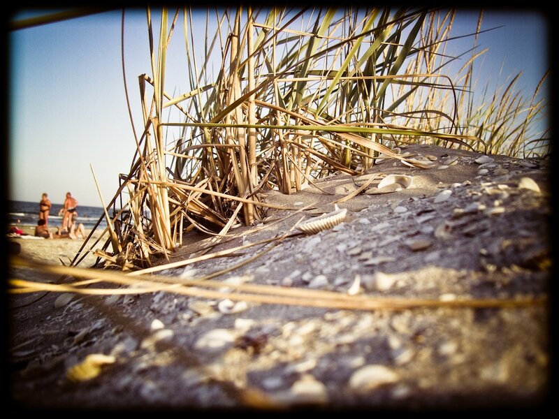 Beach scene with dune grass