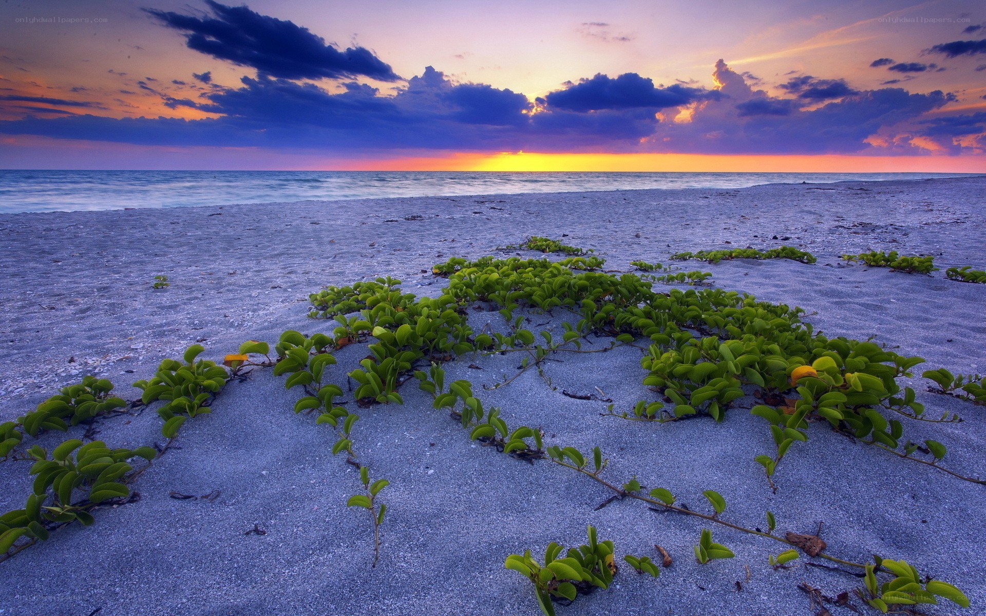 beach sunset with green plants