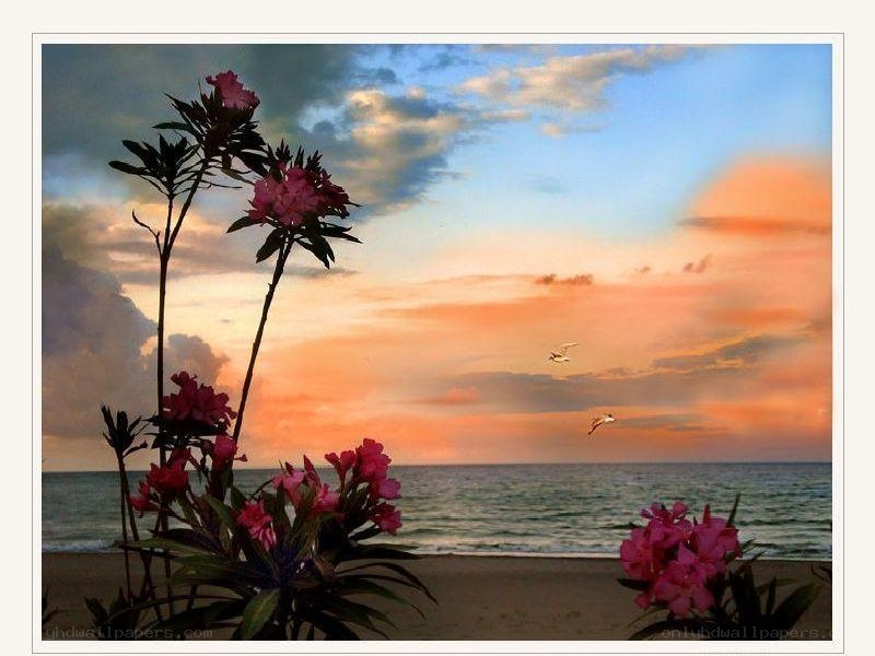 beach sunset with pink flowers
