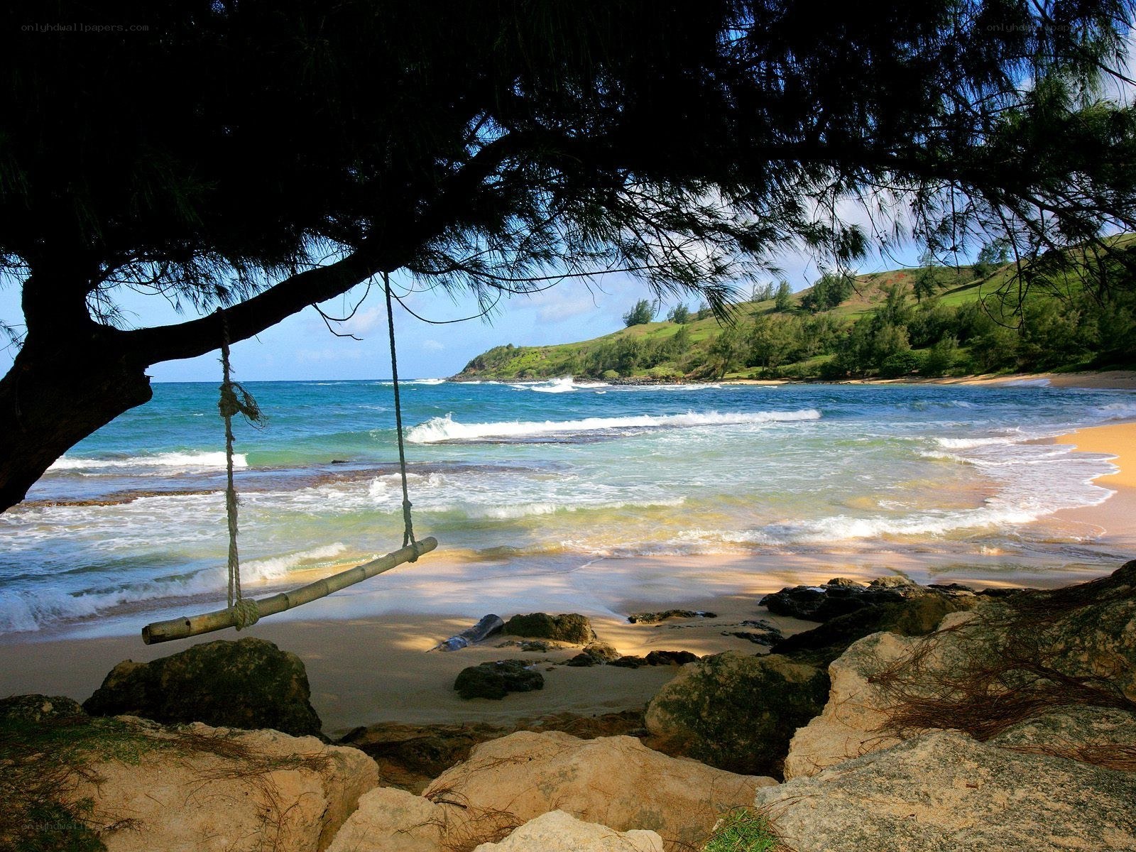 Beach swing under tree