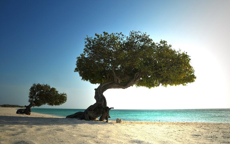 Beach trees at sunset