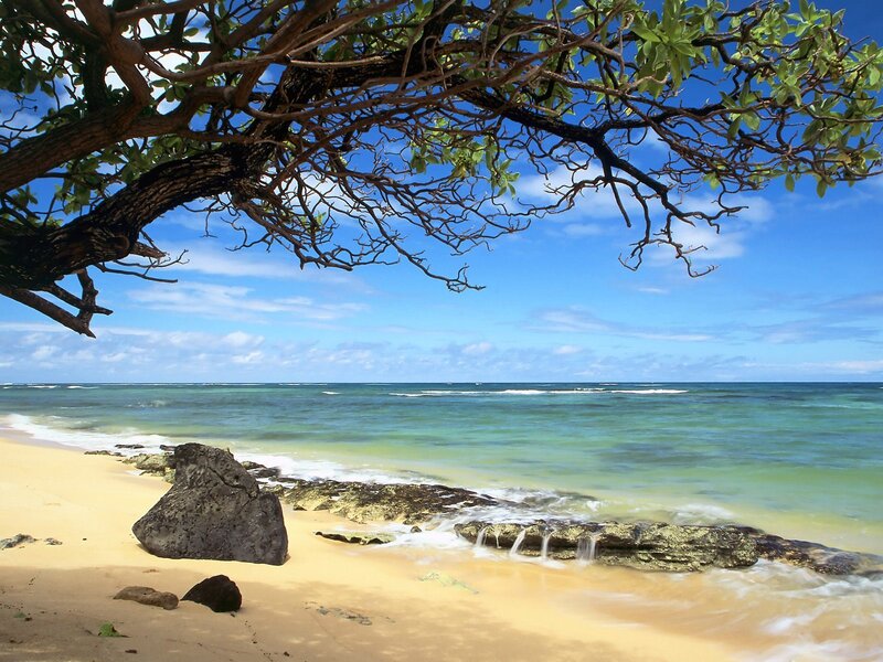 Beach under a tree canopy