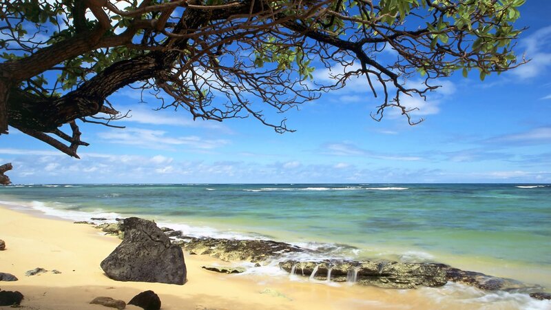 beach under tree branch