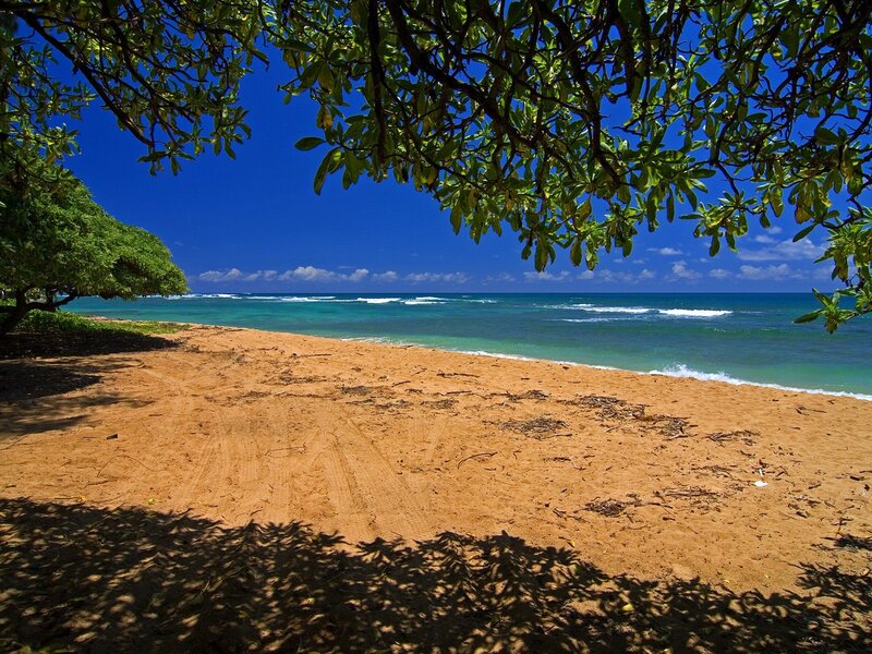 Beach under tree canopy