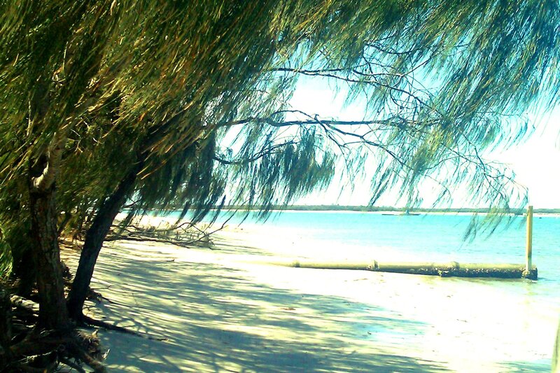 Beach under Tree Canopy — Green