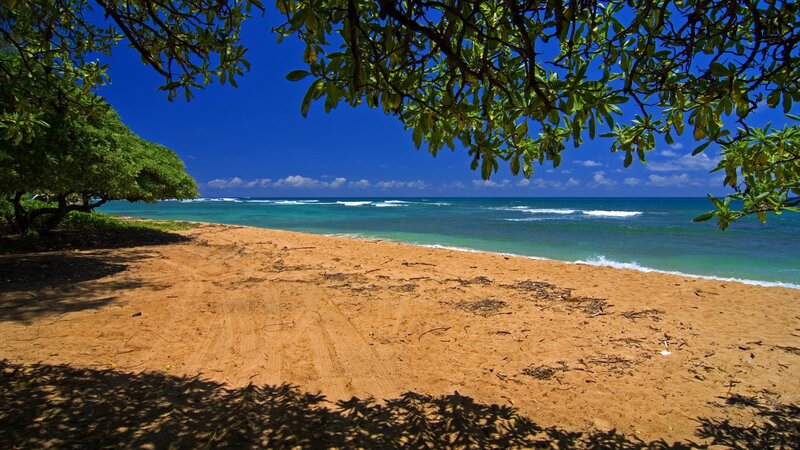 beach under tree canopy