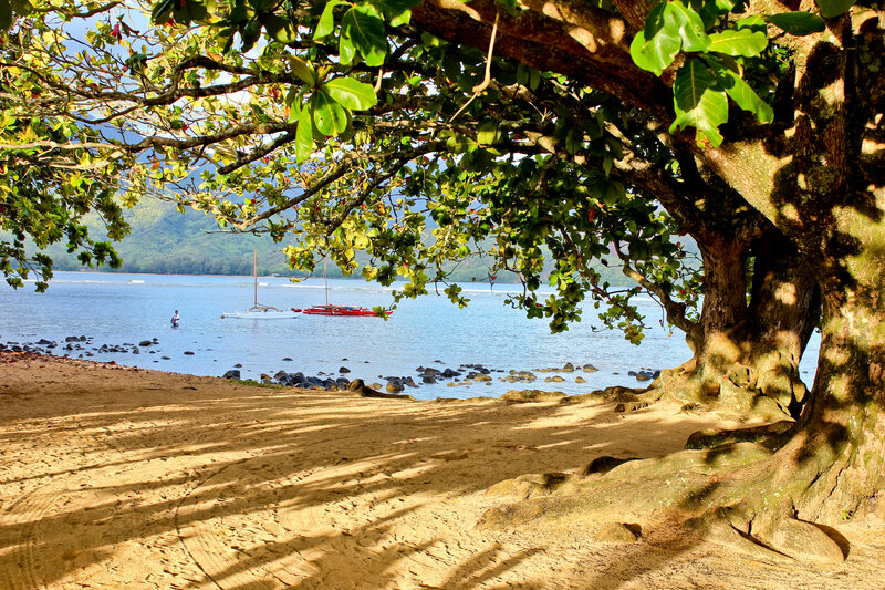 Beach under Tree