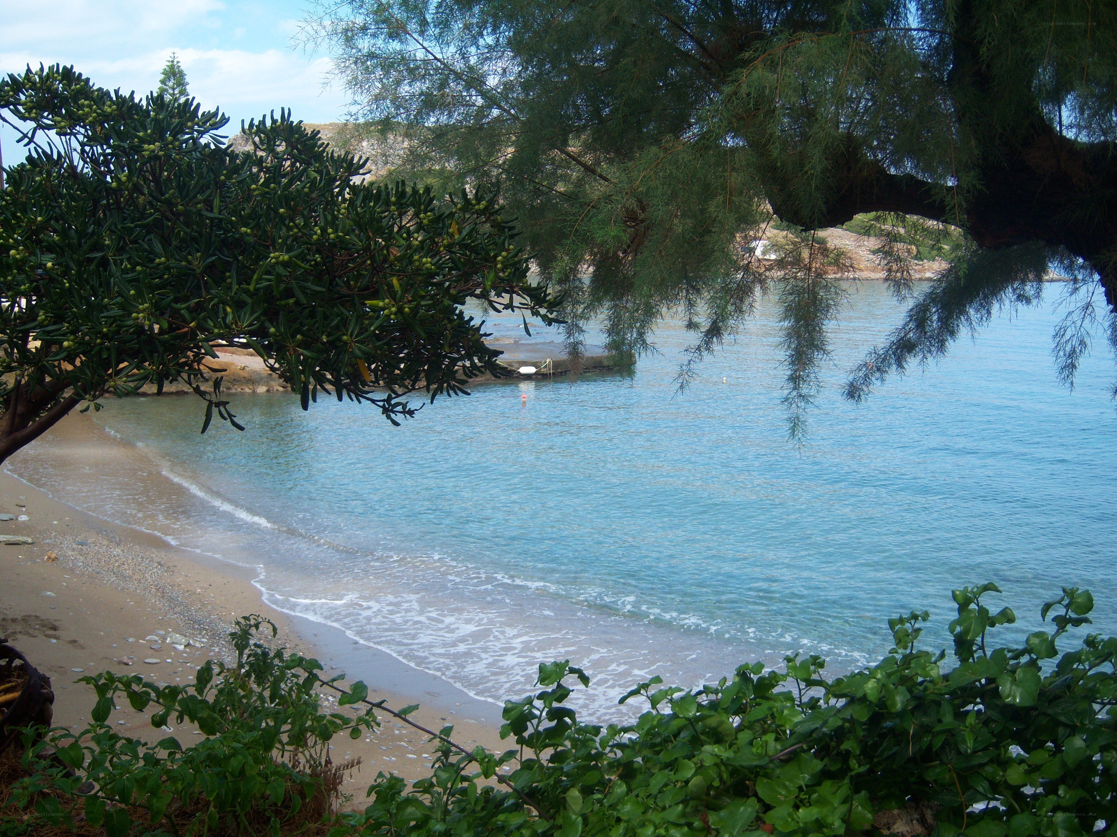 beach view from under trees