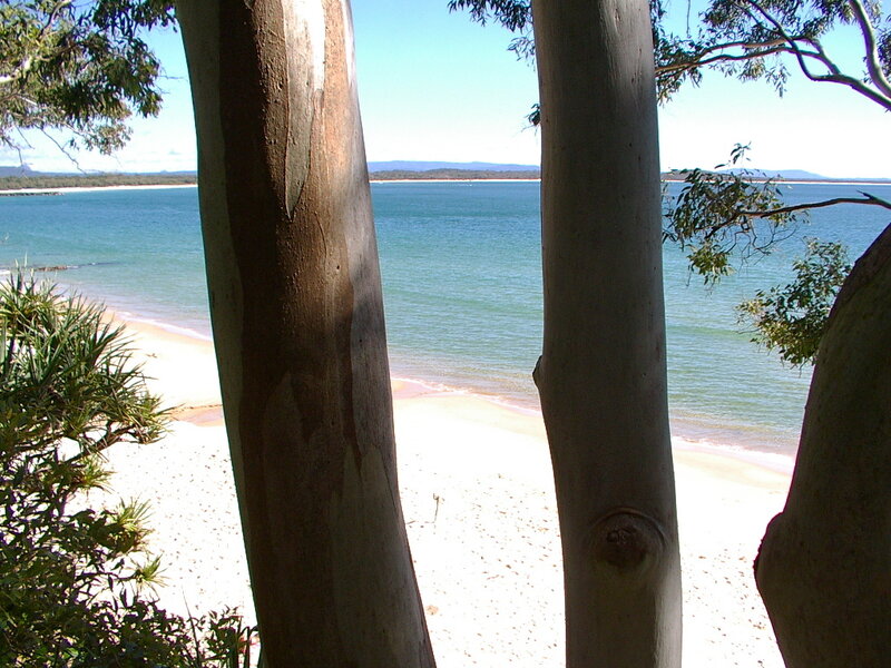 beach view through trees