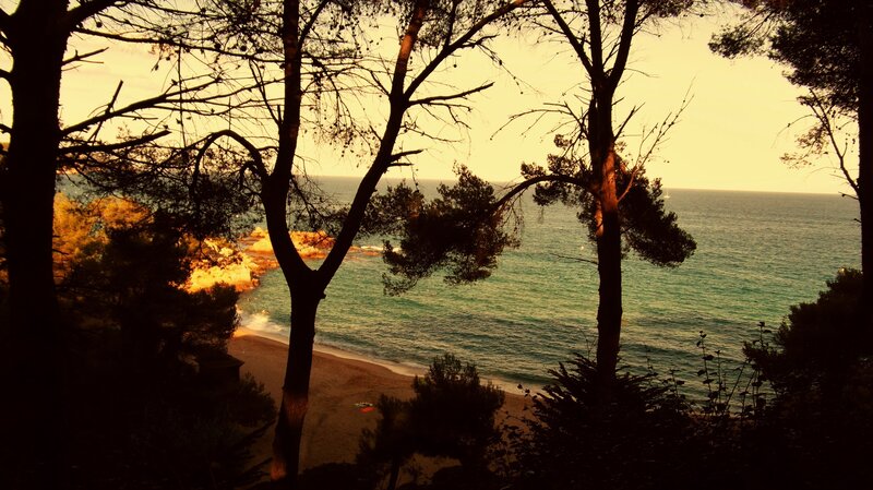 Beach Viewed Through Trees — Green