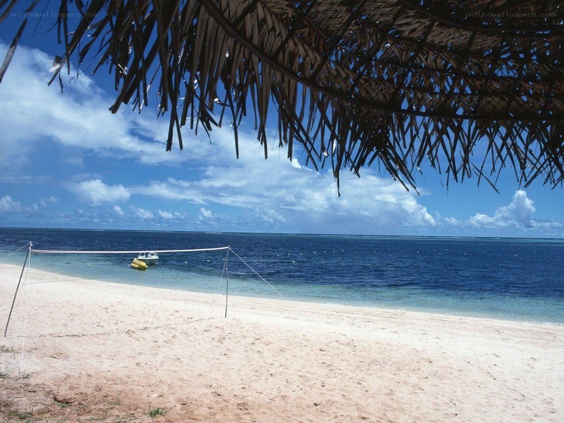 Beach volleyball net under palm fronds