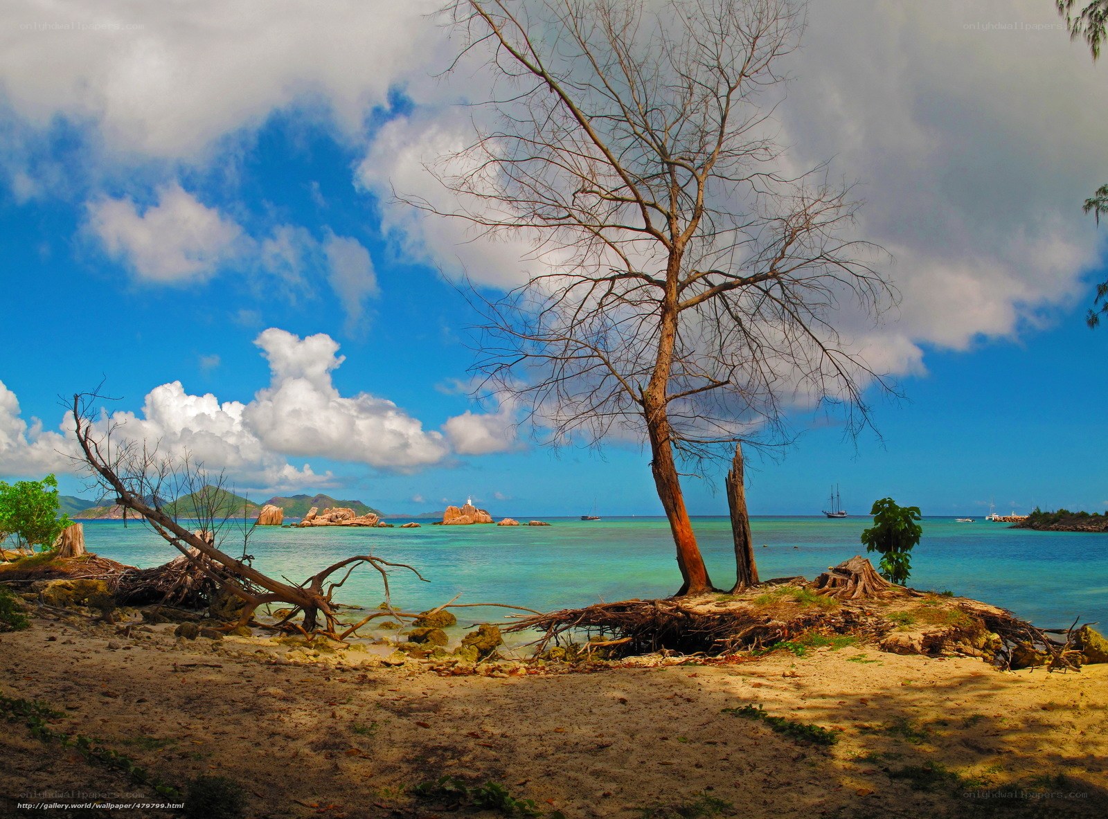 Beach with bare tree and islands