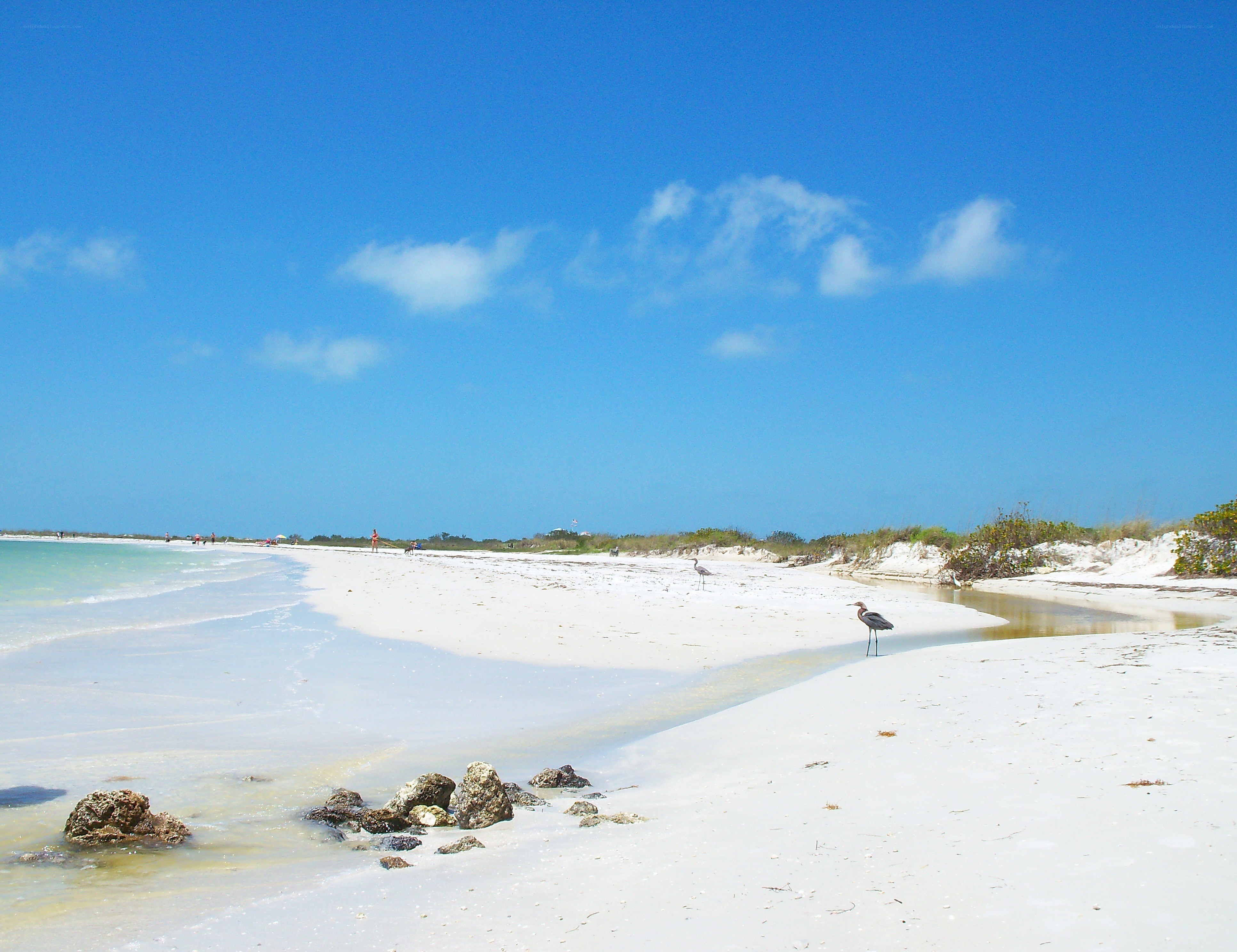 Beach with birds and clear sky