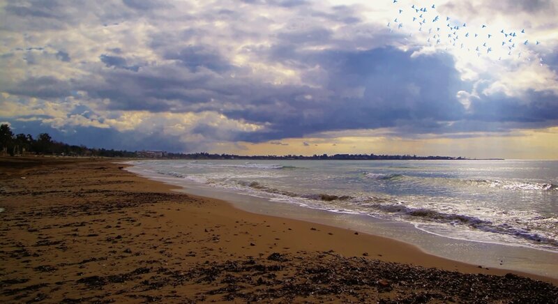 Beach with Birds Flying — Brown