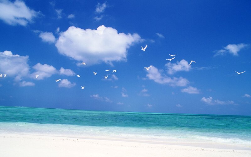 Beach with birds flying