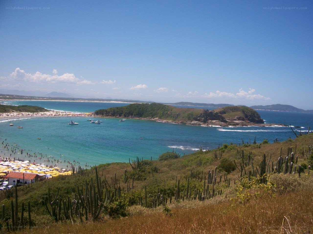 beach with cacti and boats