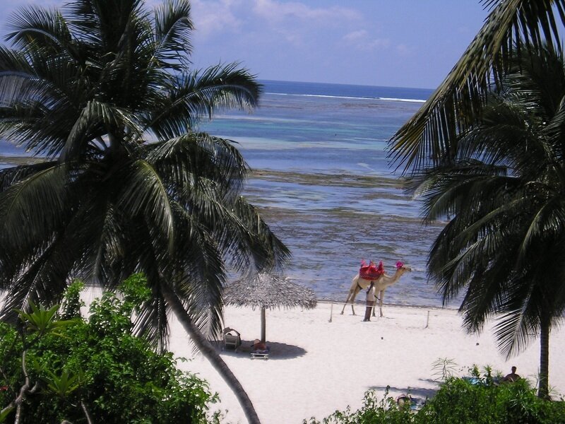 Beach with camel and palm trees