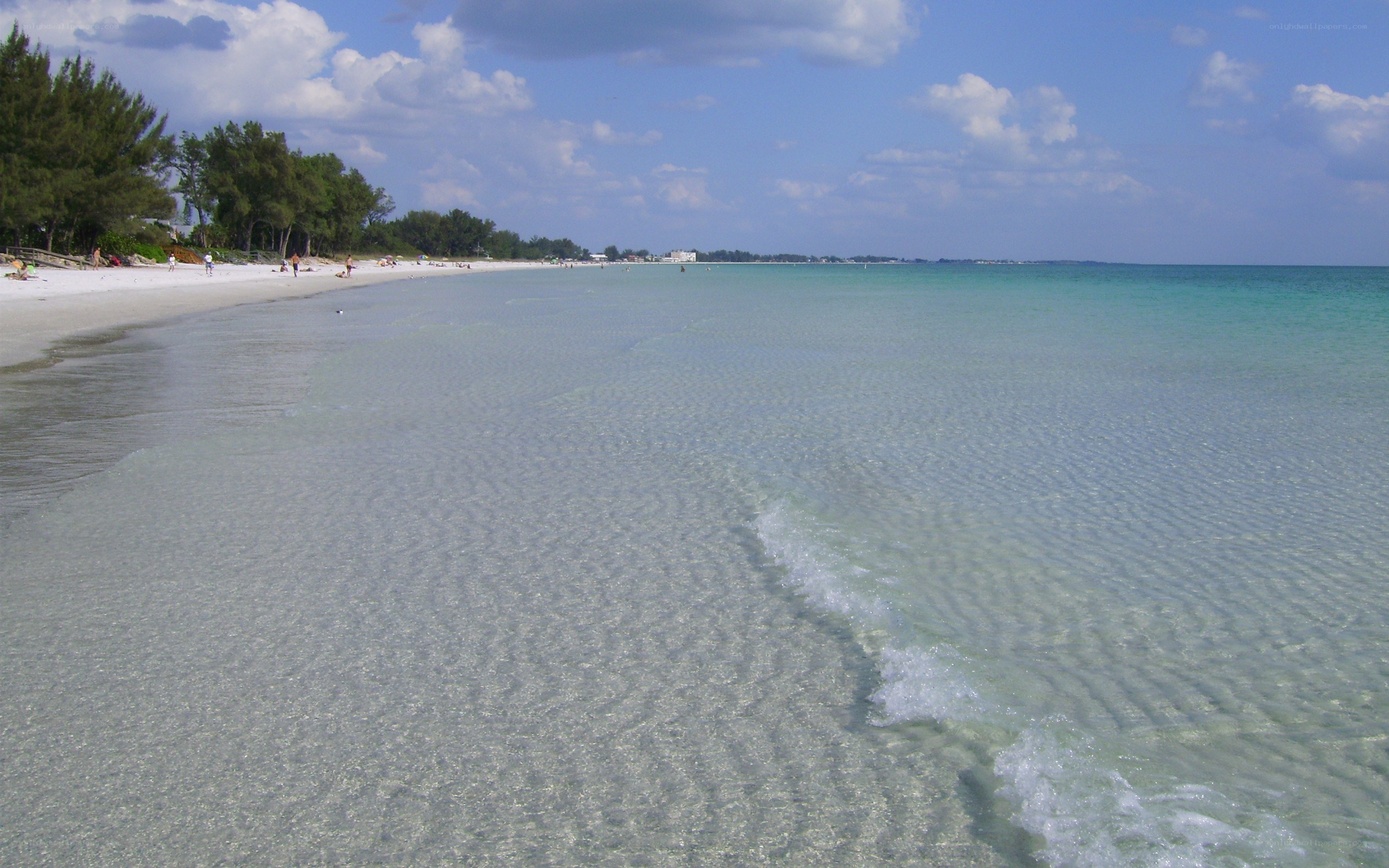 beach with clear water and trees