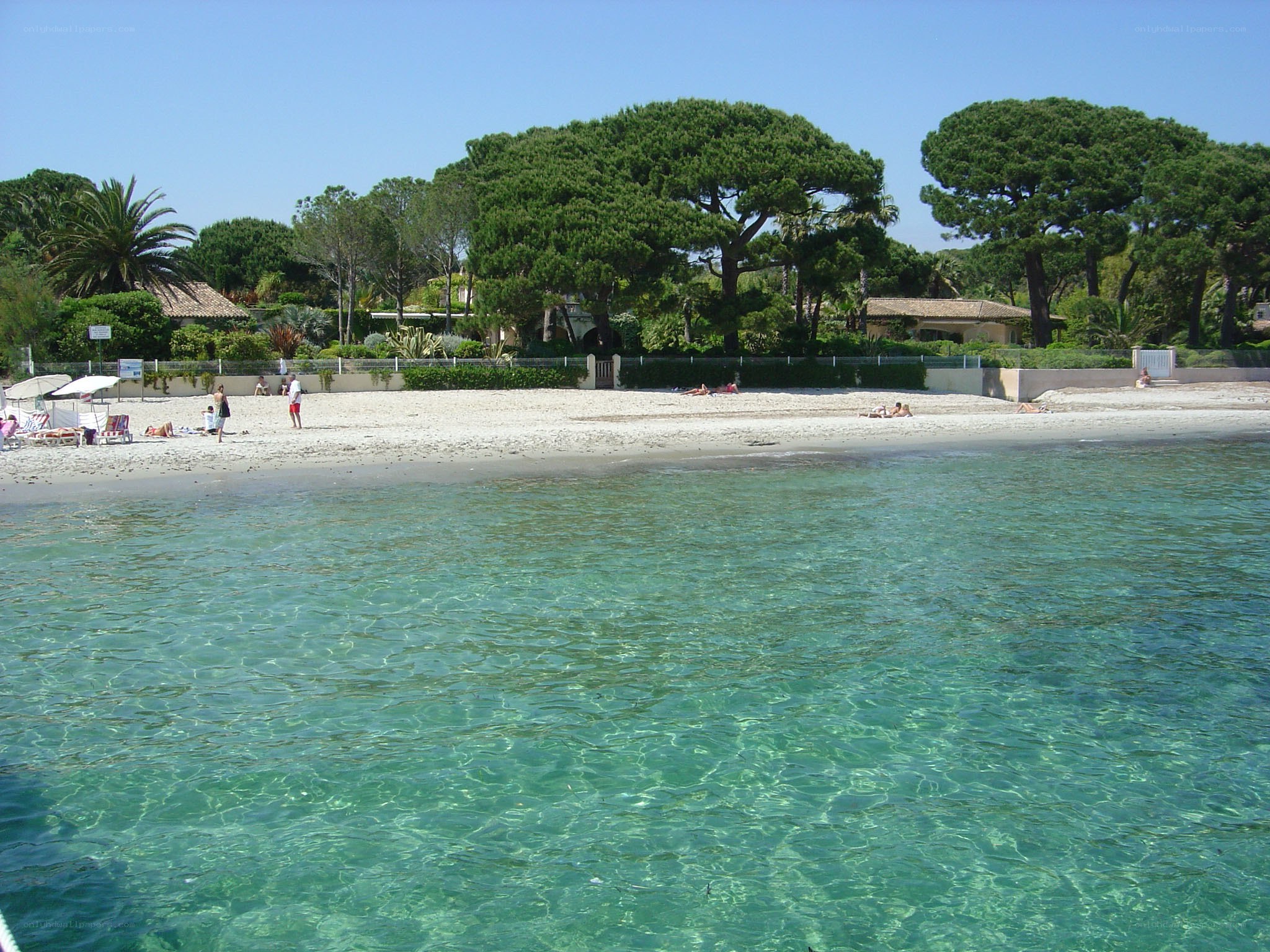 beach with clear water and trees