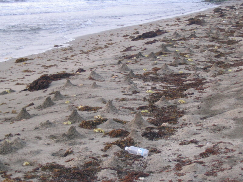 Beach with crab burrows