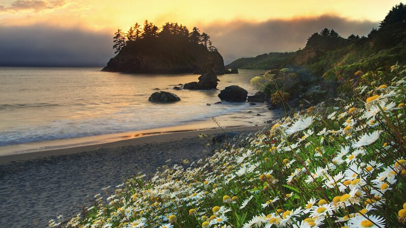 beach with daisies at sunset