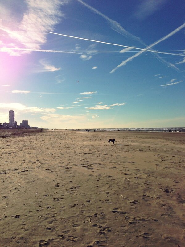 Beach with dog and city view