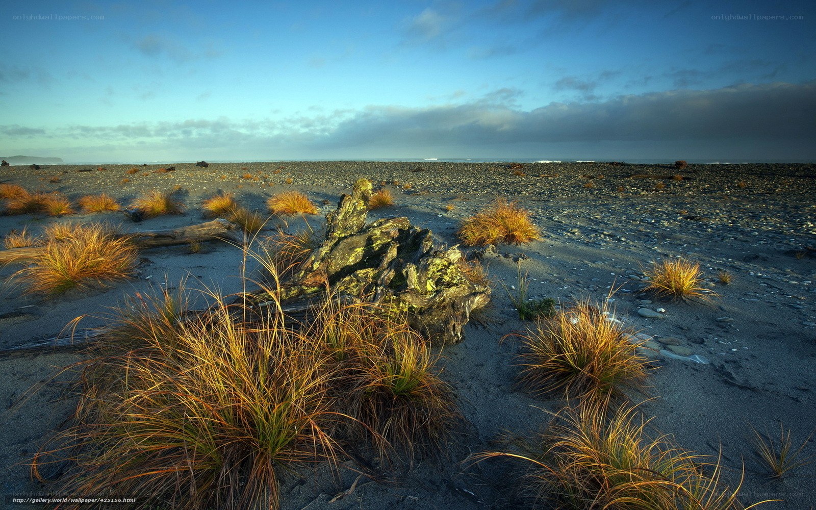 Beach with driftwood and grass