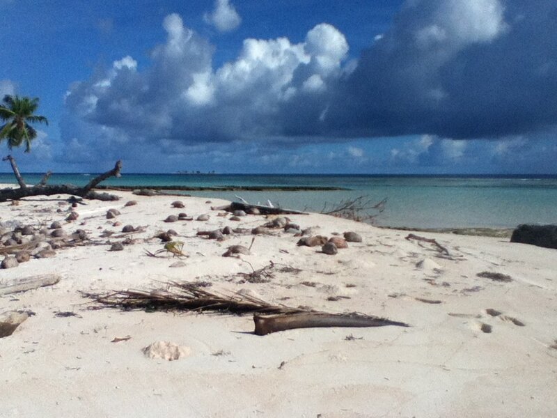 beach with driftwood and palm tree