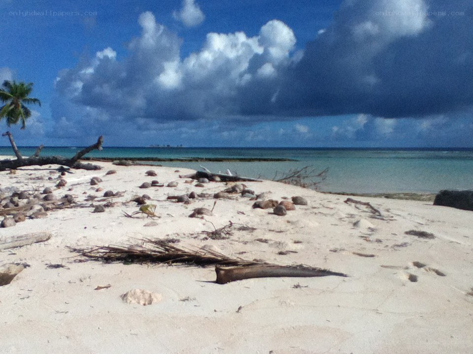 beach with driftwood and palm tree