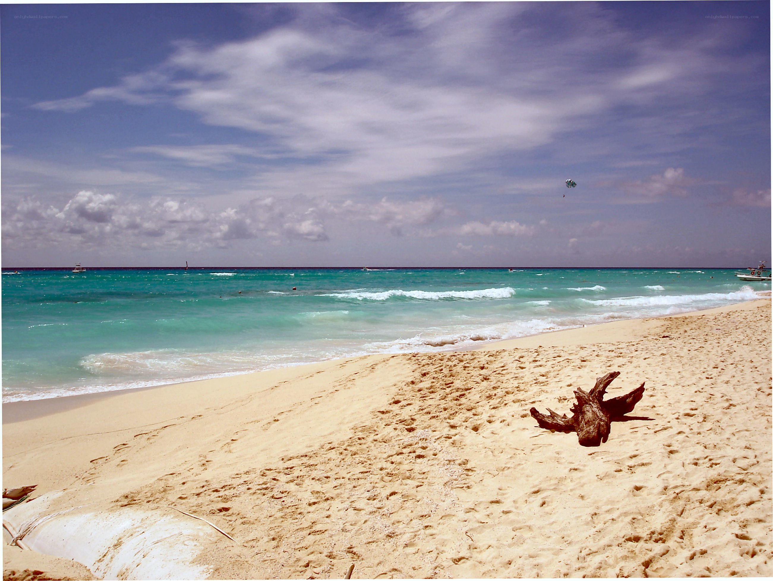 beach with driftwood and parasail