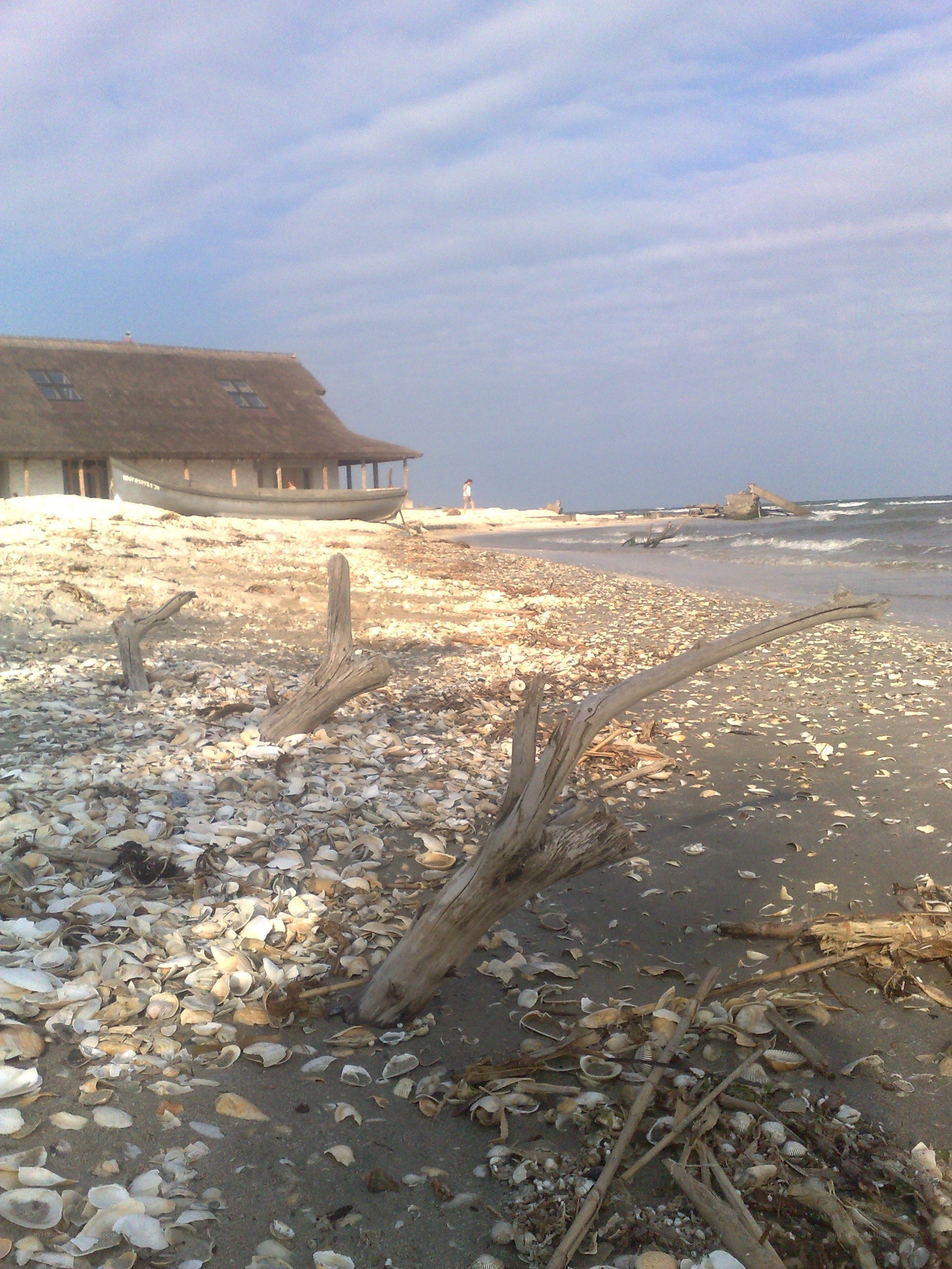 Beach with driftwood and shell-covered sand